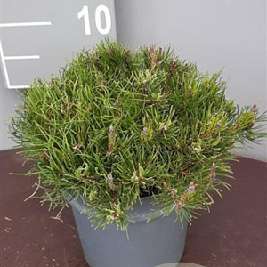 Pinus mugo pumilio 20-25 cm 3,0L