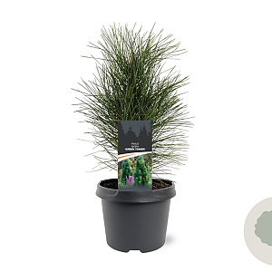 Pinus nigra 'Green Tower' 25-30 cm 3,5L