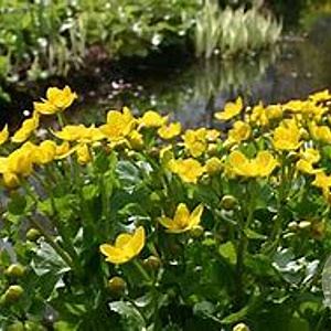 Caltha palustris GM M19
