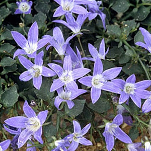 Campanula garganica 'Major' GM M23