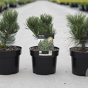 Pinus nigra 'Oregon Green' 20-25 cm 3,0L