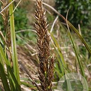 Carex paniculata GM M23