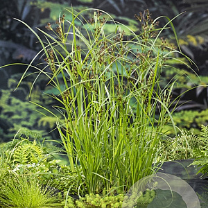 Cyperus longus GM M19