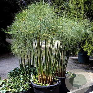 Cyperus papyrus GM P9