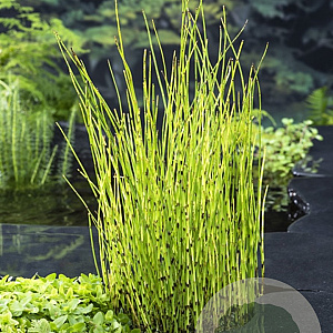Equisetum fluviatile GM P9