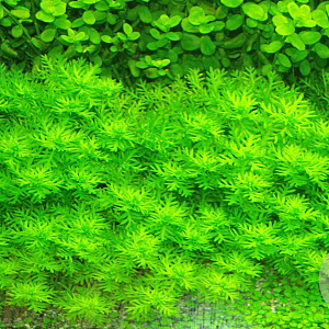 Hottonia palustris GM P10