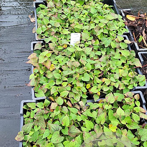 Houttuynia cordata GM P9