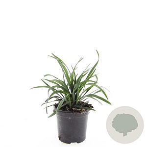 Liriope muscari 'Big Blue' GM C1.3