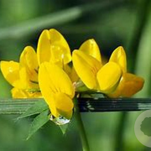 Lotus uliginosus GM M19