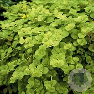 Lysimachia numm. 'Aurea' GM P9