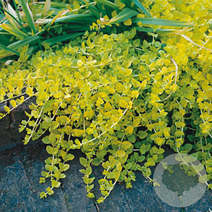 Lysimachia numm. 'Aurea' GM P9