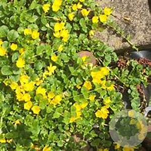 Lysimachia numm. 'Aurea' GM M23