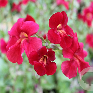 Mimulus cupreus GM P9