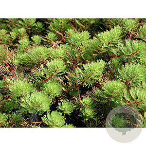 Myriophyllum proserpinacoides GM M19