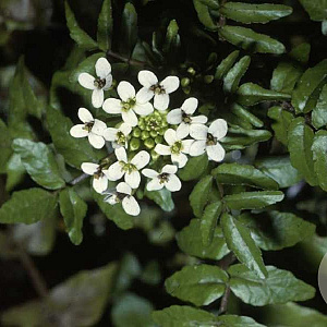 Nasturtium officinale GM M19