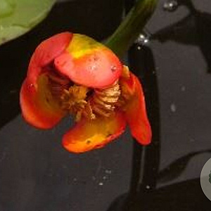 Nuphar rubra GM Bundel