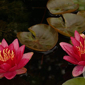 Nymphaea 'Burgundy Princess' GM plug