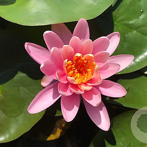 Nymphaea 'Firecrest' GM plug