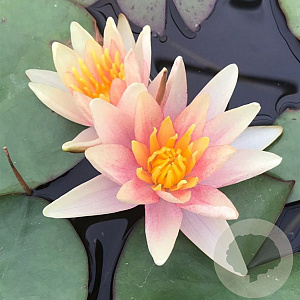 Nymphaea 'Paul Hariot' GM  P11