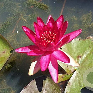 Nymphaea 'Red Glow' GM plug
