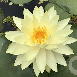 Nymphaea 'Texas Dawn' GM plug