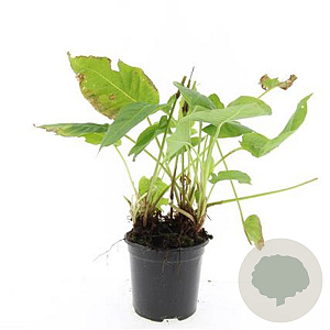 Persicaria amplexicaulis GM C1.3