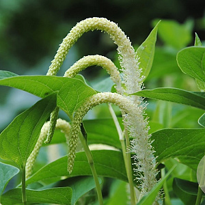 Saururus cernuus GM M23