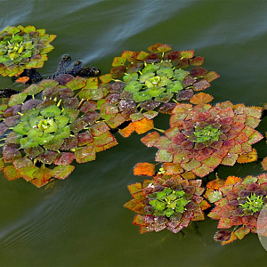 Trapa natans GM drijvend per stuk