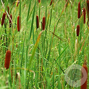 Typha angustifolia GM P9