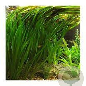 Vallisneria spiralis GM Bundel