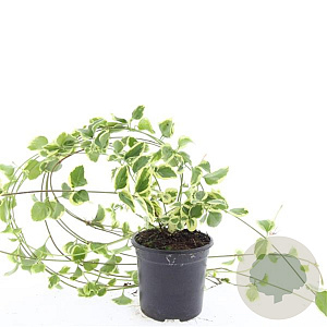 Vinca major 'Variegata' GM C1.3