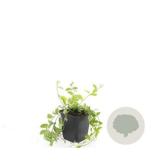 Vinca minor 'Blue and Gold' GM P9