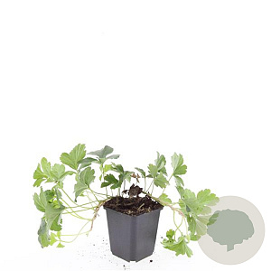 Waldsteinia ternata GM P9