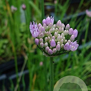 Allium palustris GM M19