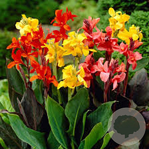 Canna GM P9