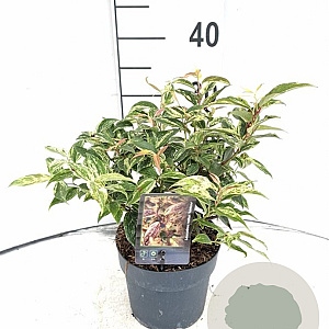 Leucothoe walteri 'Rainbow' 30-40 cm 2,0L