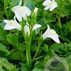 Mazus reptans 'Alba' GM M19