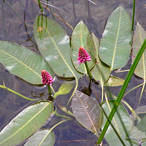 Polygonum amphibium GM M23