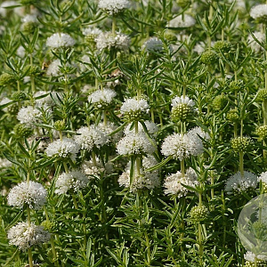 Preslia cervina 'Alba' GM M23