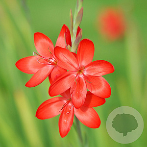 Schyzostylis major GM M19