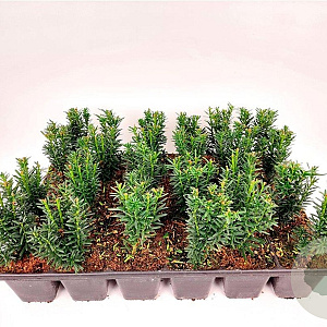 Taxus media 'Hillii' 15-20 cm P9