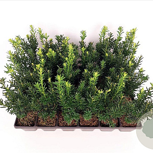 Taxus media 'Hillii' 20-25 cm P9