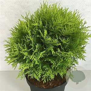 Thuja occidentalis 'Danica Aurea' 25-30 cm 3,5L