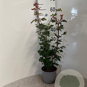 Acer campestre 60-80 cm 2,0L