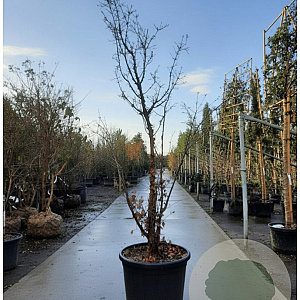 Acer griseum 200-250 cm cont. 110L MPS