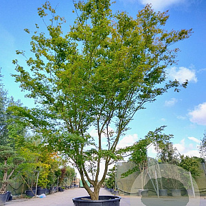 Acer palmatum 450-500 cm container solitair