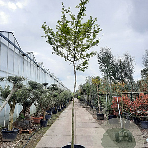 Acer palmatum 180 cm stam container 16-18 leiboom