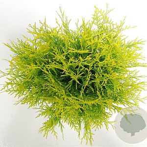 Thuja occ. 'Golden Globe' 30-40 cm 5,0L