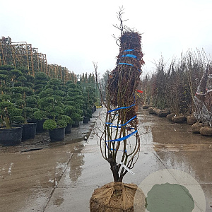 Acer pal. 'Bloodgood' 175-200 cm draadkluit meerstammig solitair