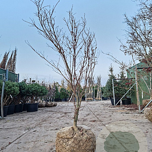 Acer pal. 'Bloodgood' 175-200 cm draadkluit meerstammig solitair